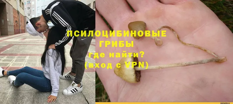 Псилоцибиновые грибы MAGIC MUSHROOMS  Баксан 